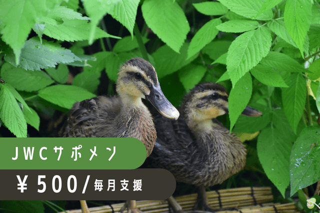 日々の治療費や飼養費として大切に活用させていただきますの画像
