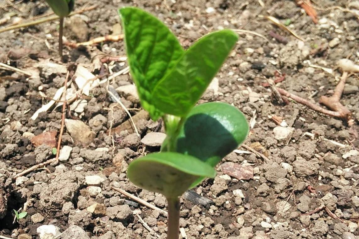 いきいき芽吹き応援コースの画像