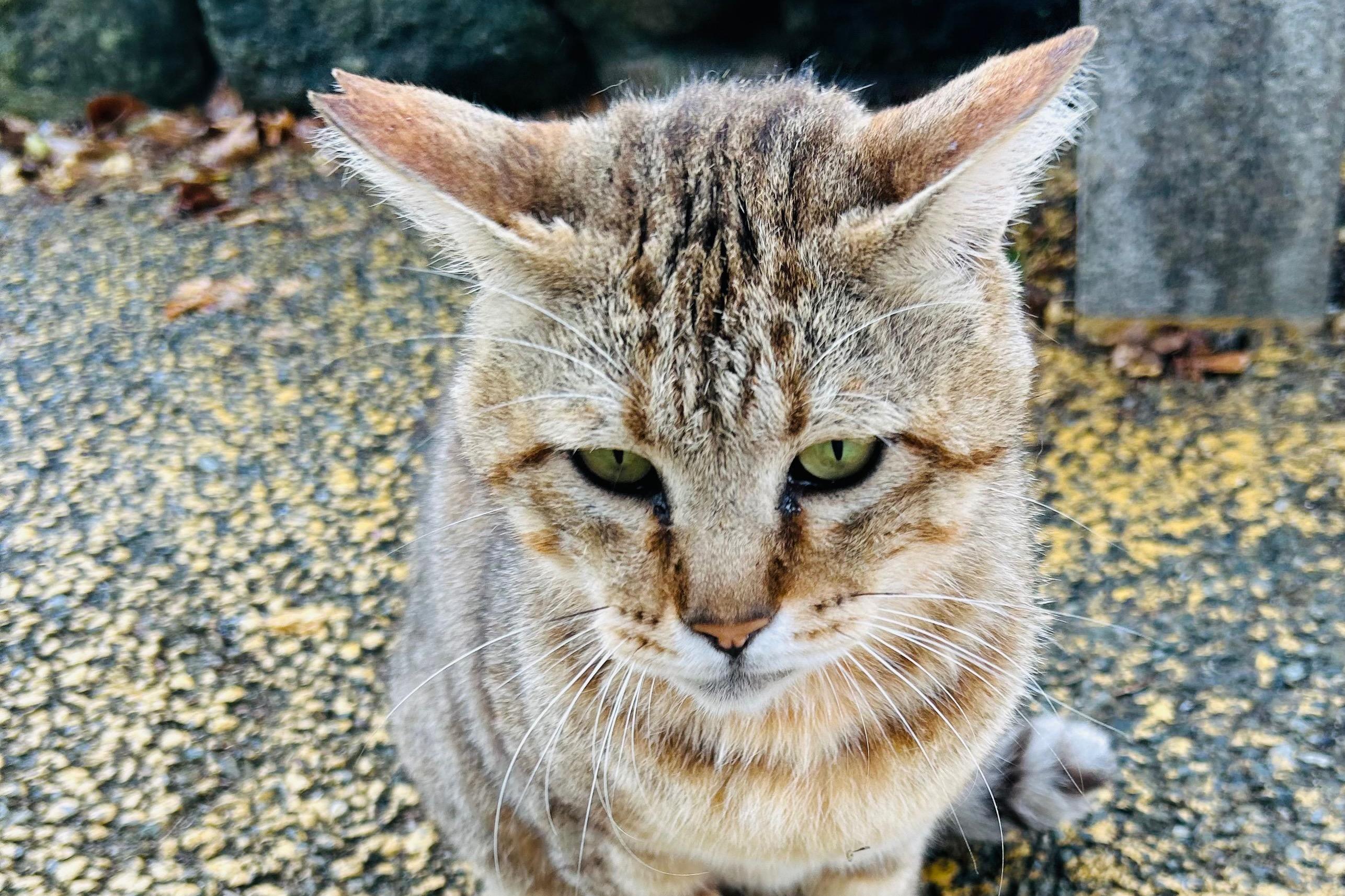 ใใชใผๅป็่ฒปใฎ็ปๅ