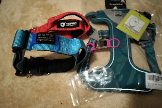 セラピー犬育成用の画像