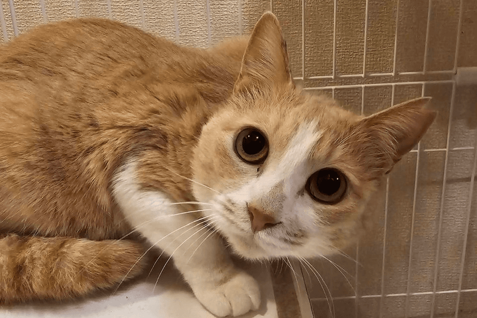 あなたと誰かのご支援で、シェルターの猫1匹の1ヶ月のご飯代になりますの画像