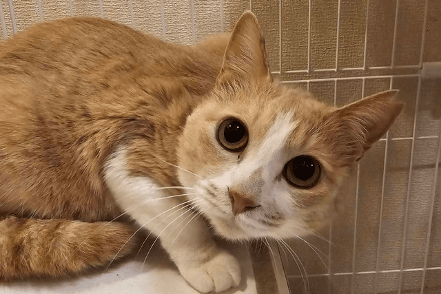 あなたと誰かのご支援で、シェルターの猫1匹の1ヶ月のご飯代になりますの画像