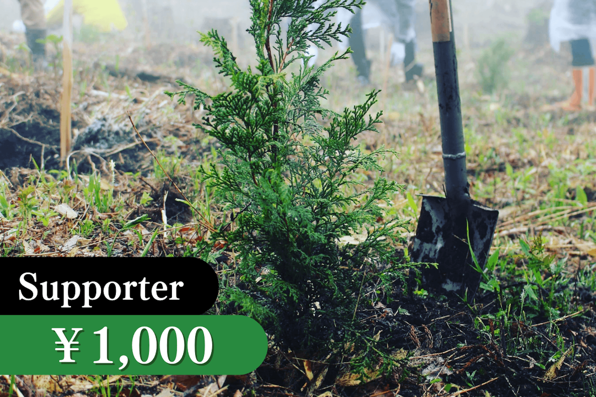 苗木1本の寄付の画像