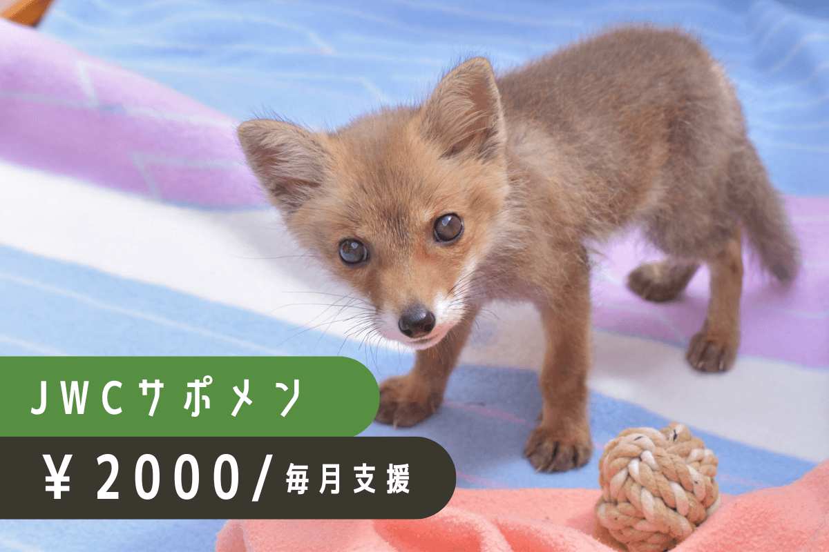 日々の治療費や飼養費として大切に活用させていただきますの画像