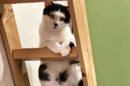 全力応援の画像