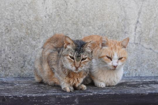 Paw Support 1000の画像