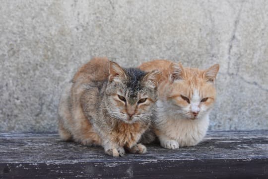 Paw Support 1000の画像