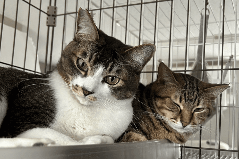 シェルターの猫2匹の1ヶ月の生活をサポートすることができますの画像