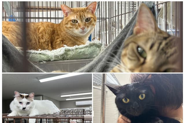 シェルターの猫4匹の1ヶ月の生活をサポートすることができますの画像