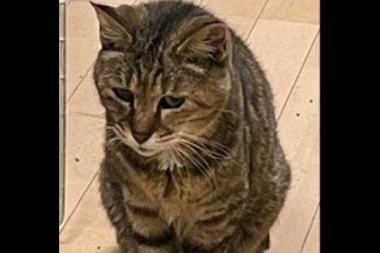 御礼・特典の画像