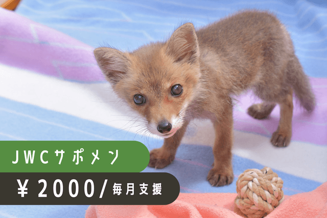 日々の治療費や飼養費として大切に活用させていただきますの画像