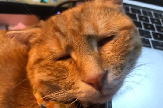 サンはすごくすごくありがとうって思います! Image