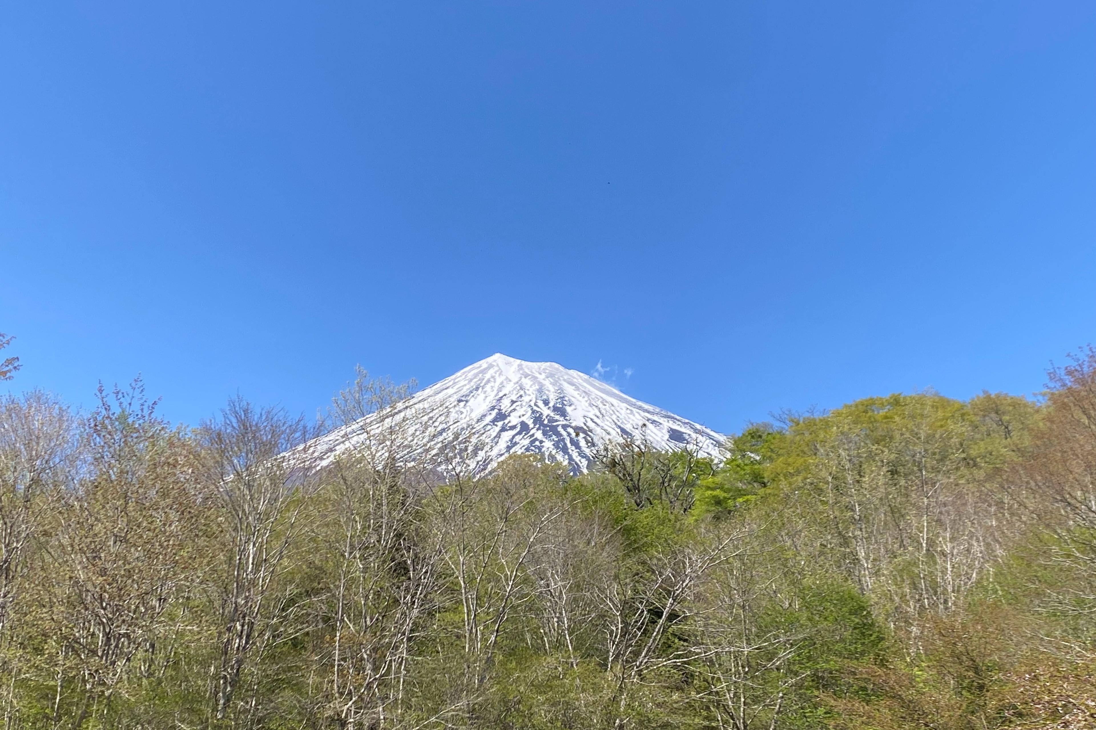 富士山麓の森保全のための支援の画像