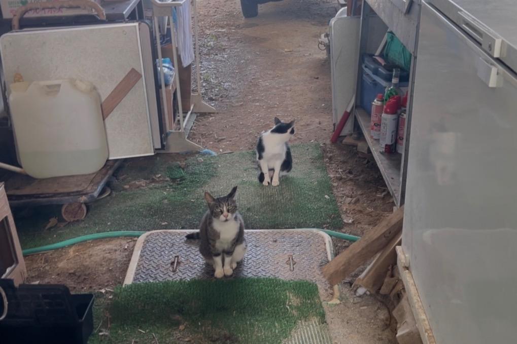 33匹の保護猫たちの命をつなぐために使わせていただきます。の画像