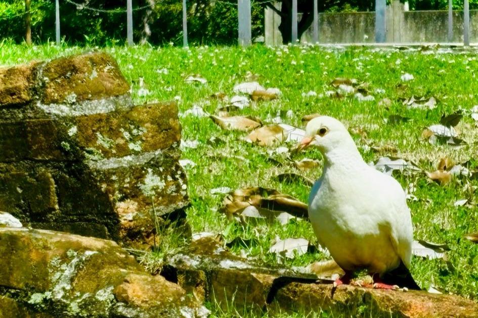 被爆者のメッセージを永く後世に伝え残したい Image