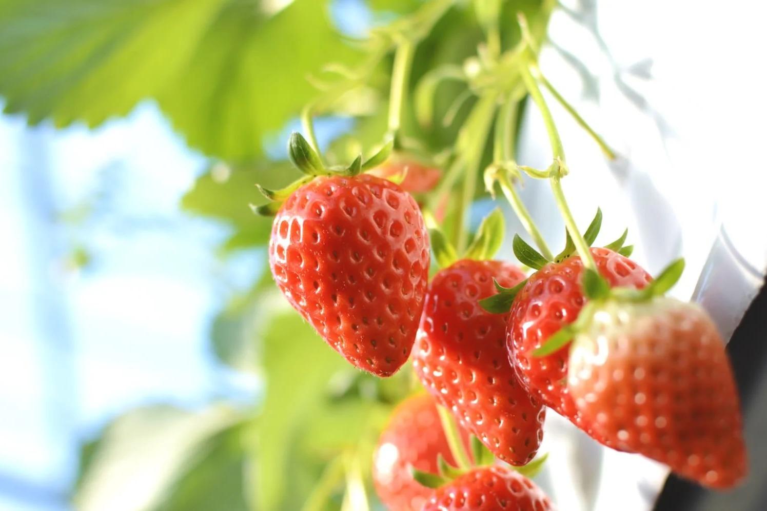 いちご狩り入場料の画像