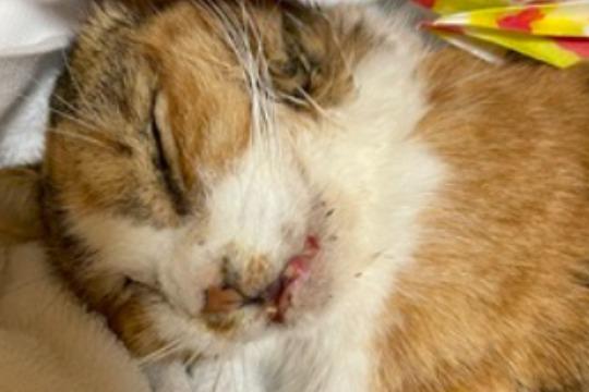 御礼・特典の画像