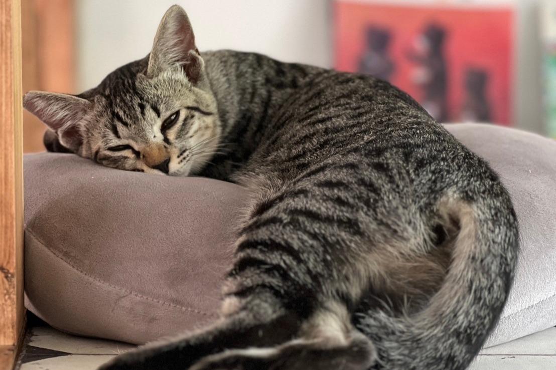 「猫の手当て」を応援するの画像