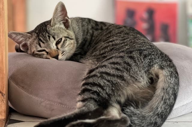 「猫の手当て」を応援するの画像