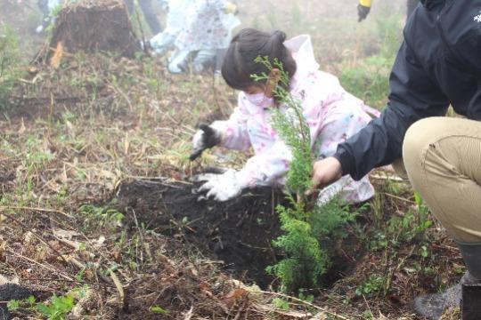 植林苗木 1本の支援・継続応援の画像
