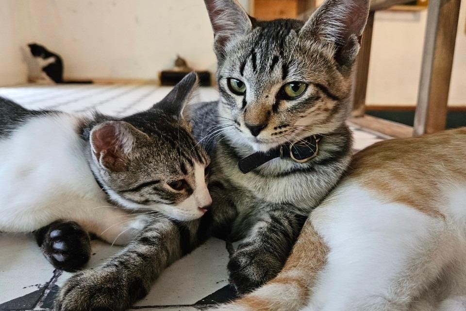 「猫の手当て」を応援するの画像