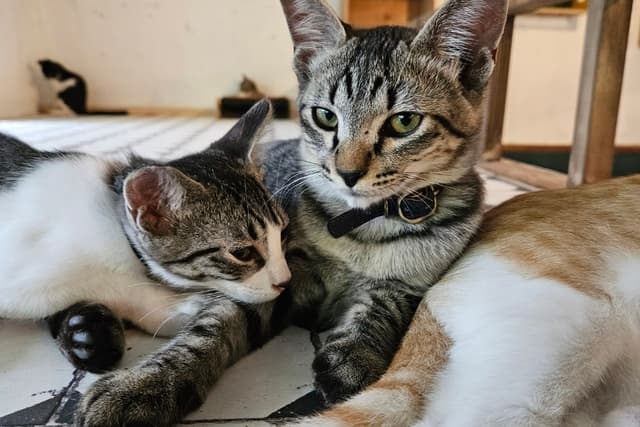 「猫の手当て」を応援するの画像