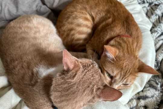 トットはうれしいです! Image