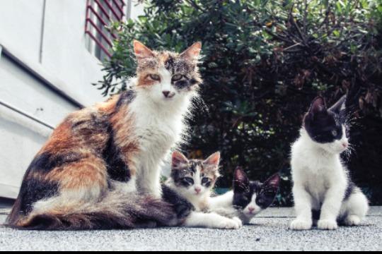 Paw Support 500の画像