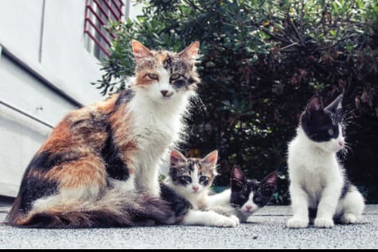 Paw Support 500の画像