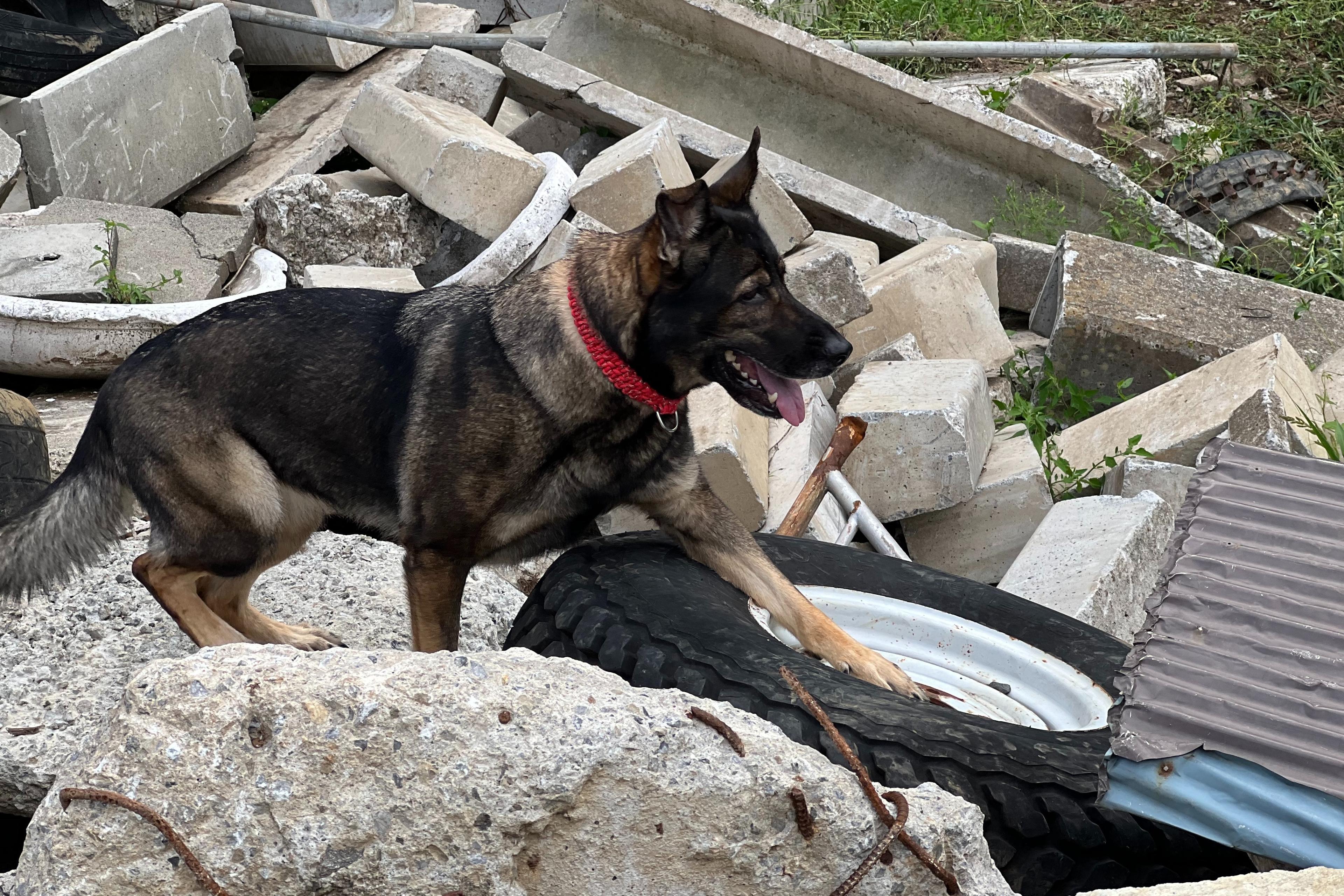県外への遠征訓練費(1回)の画像