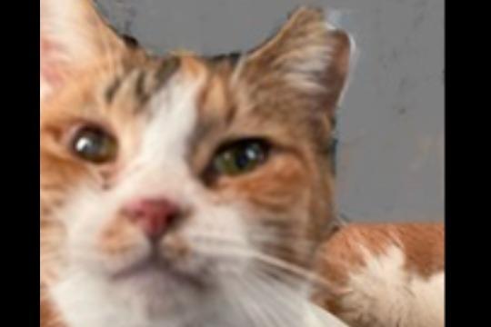 御礼・特典の画像