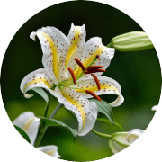 R399戸渡やまゆり会のロゴ