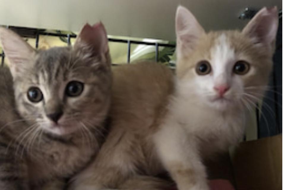 私たちの取り組む課題の画像