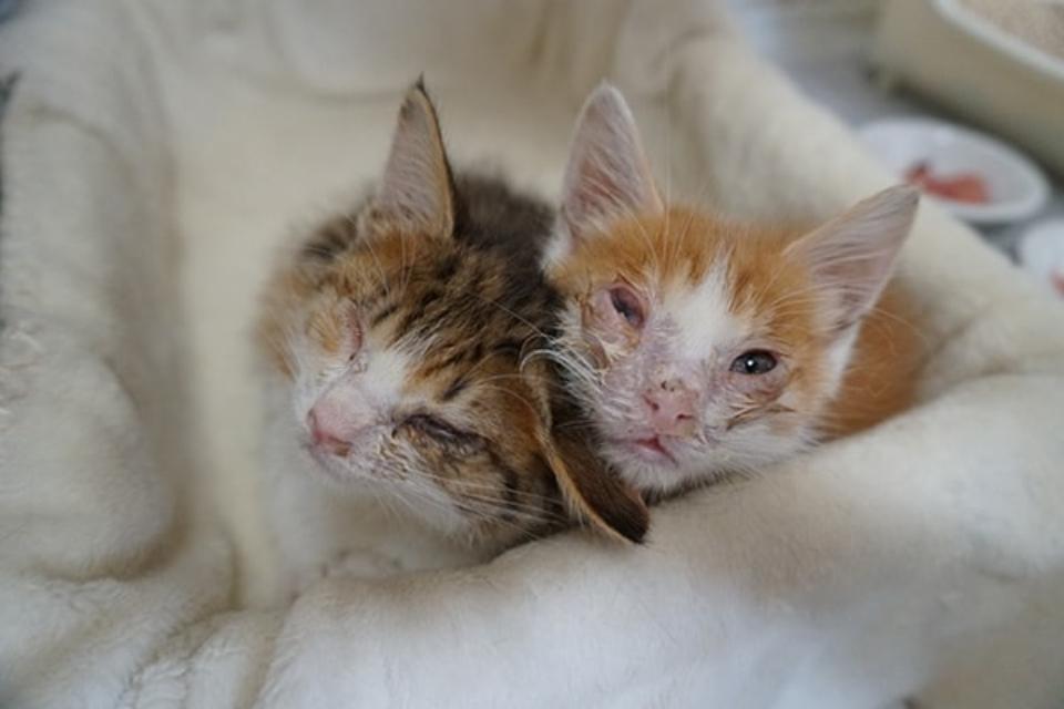 Issues we are working on Image