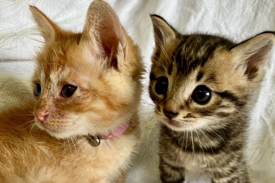 私たちの取り組む課題の画像