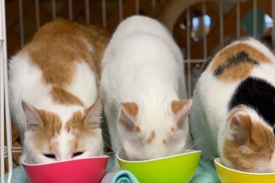 私たちの取り組む課題の画像