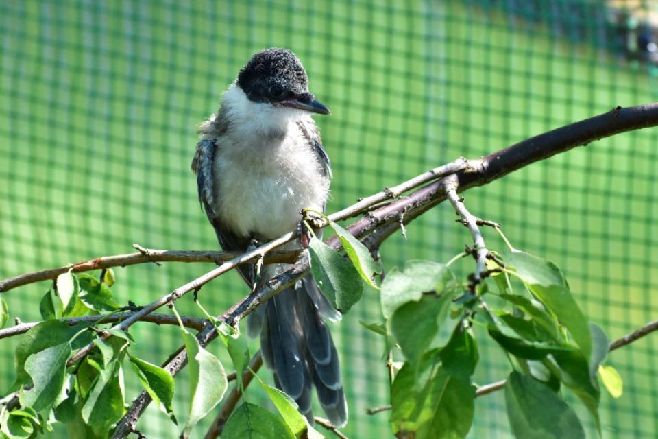 なぜこの課題に取り組むかの画像