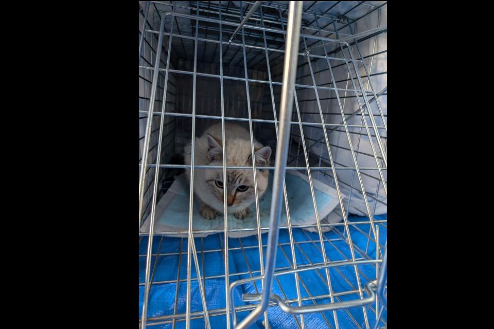 なぜこの課題に取り組むかの画像