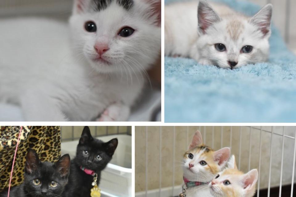 なぜこの課題に取り組むかの画像