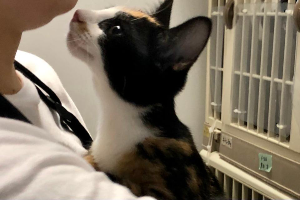 なぜこの課題に取り組むかの画像