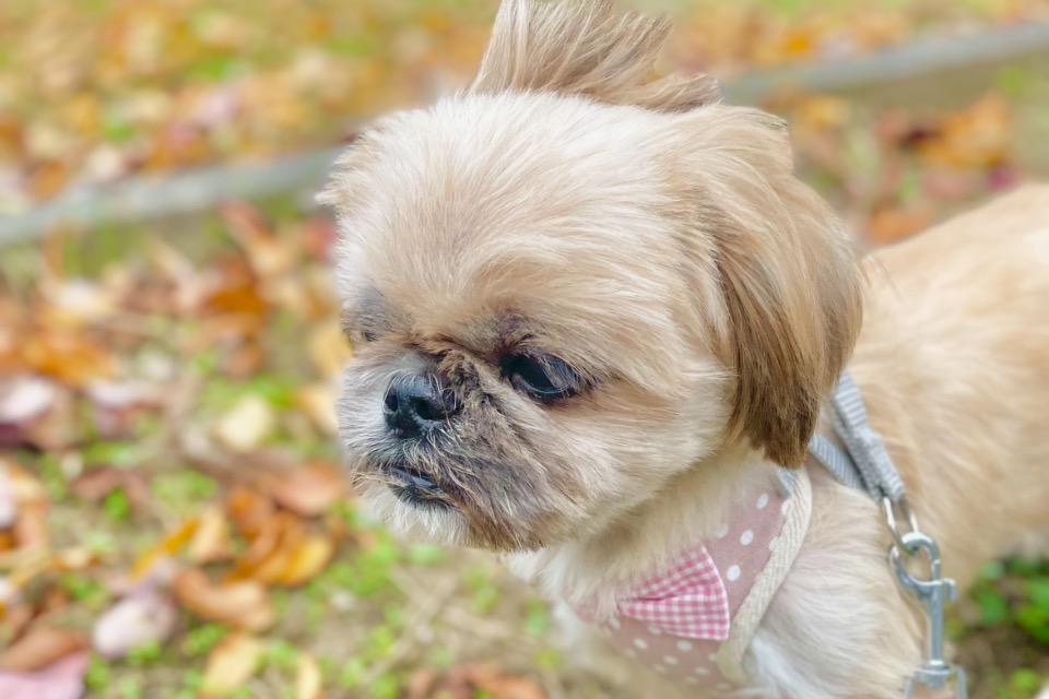 なぜこの課題に取り組むかの画像