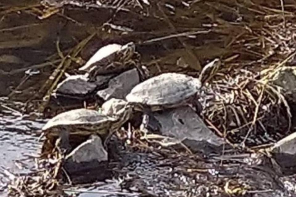 なぜこの課題に取り組むかの画像