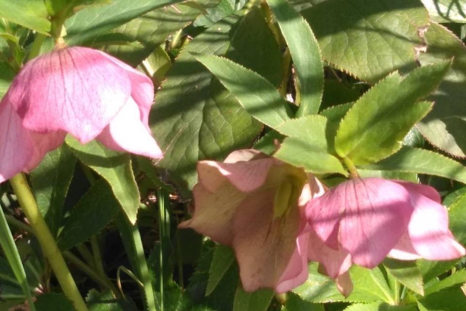 Why we are tackling this issue Image