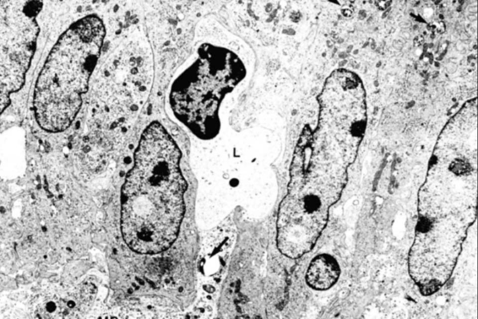 なぜこの課題に取り組むかの画像