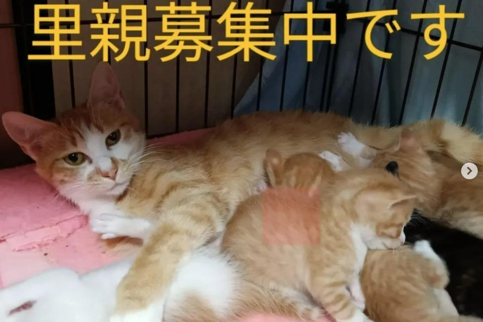 なぜこの課題に取り組むかの画像