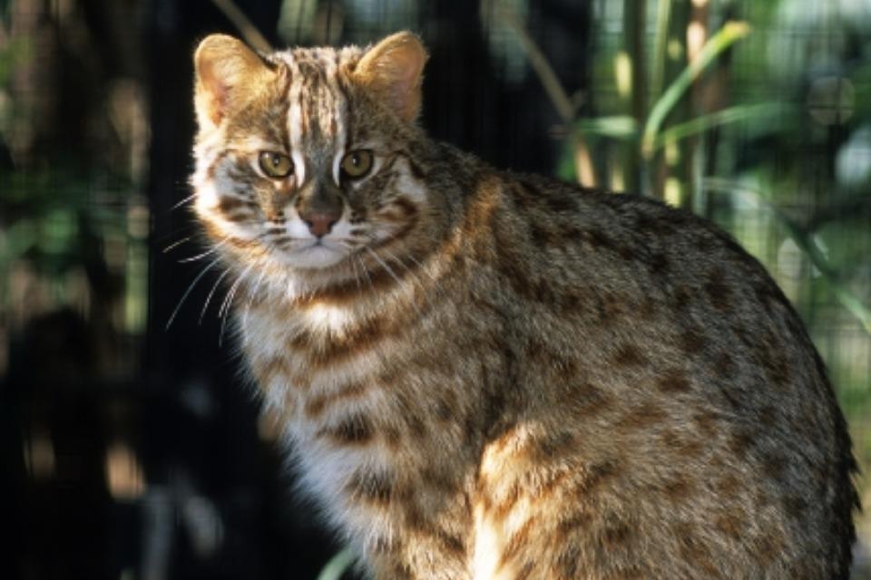 なぜこの課題に取り組むかの画像