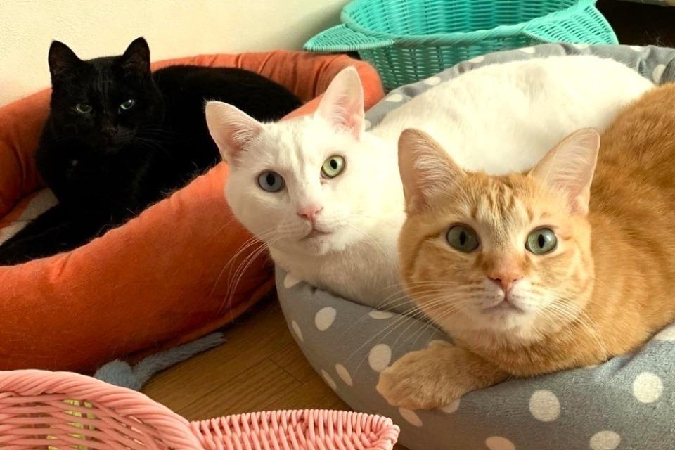 なぜこの課題に取り組むかの画像