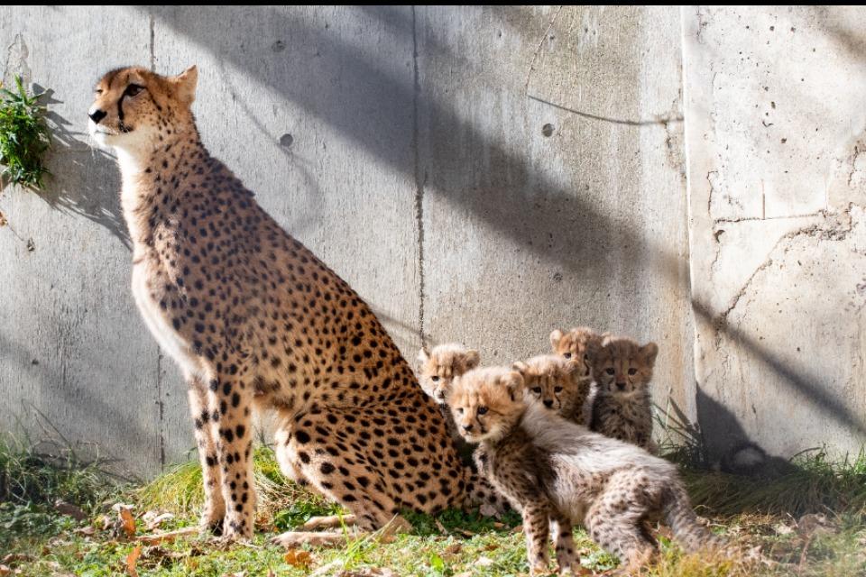 なぜこの課題に取り組むかの画像