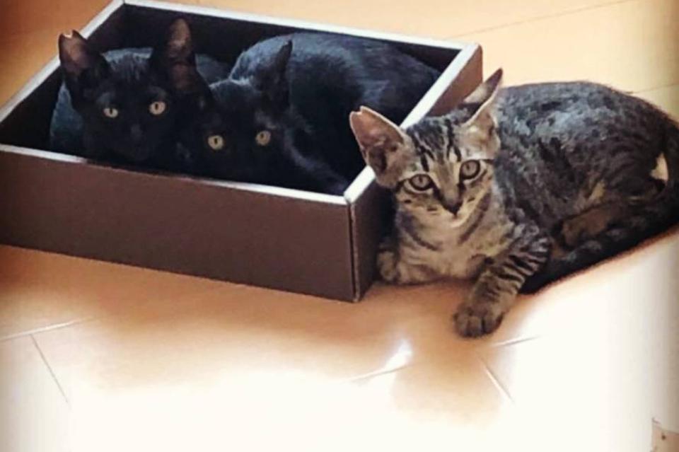 なぜこの課題に取り組むかの画像