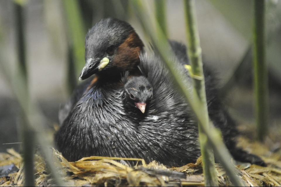 なぜこの課題に取り組むかの画像